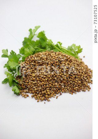 spicy and healthy coriander stock with leaf spicy and healthy coriander stock with leaf 73107525
