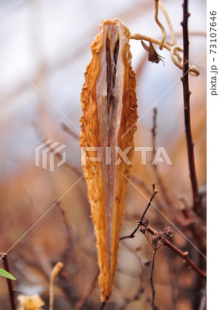 ガガイモの果実 73107646