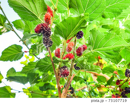 Organic Mulberry fruit. Black ripe and red unripe mulberries on the branch of a tree. Organic Mulberry fruit. Black ripe and red unripe mulberries on the branch of a tree. 73107719