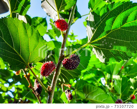 Organic Mulberry fruit. Black ripe and red unripe mulberries on the branch of a tree.  73107720