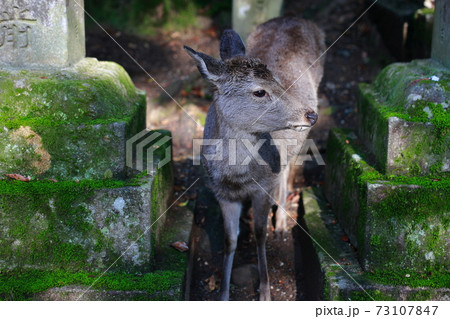 春日大社の鹿 73107847