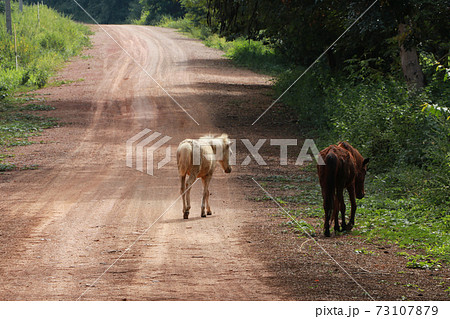 Two horses walking on the dirt road. it is a mammal with a flowing mane and tail 73107879