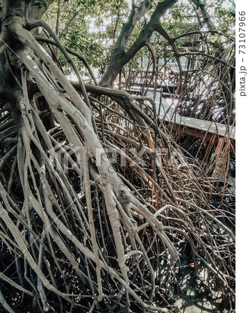 Close up of long mangrove tree roots. The mangrove forest at Samut Prakan, Thailand Close up of long mangrove tree roots. The mangrove forest at Samut Prakan, Thailand 73107966