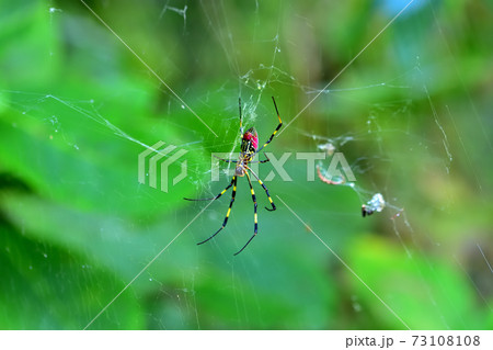 夏から秋にかけて大きな網を張る目立つジョロウグモ 夏から秋にかけて大きな網を張る目立つジョロウグモ 73108108