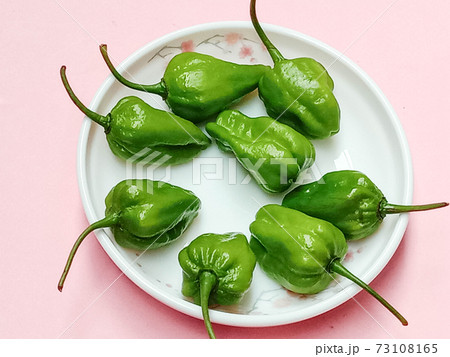 green hot spicy chili stock 73108165