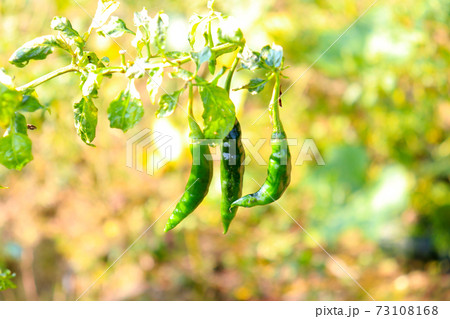 green hot spicy chili closeup green hot spicy chili closeup 73108168