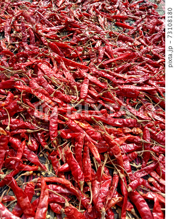 red hot spicy chili peppers stock red hot spicy chili peppers stock 73108180
