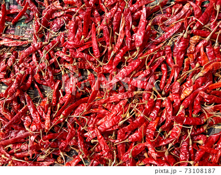 red hot spicy chili peppers stock 73108187