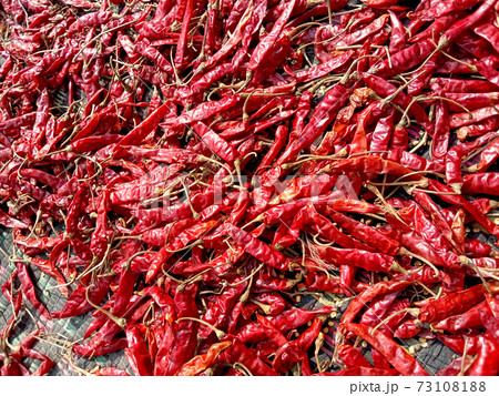 red hot spicy chili peppers stock red hot spicy chili peppers stock 73108188