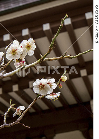 鎌倉円覚寺の境内に咲いた白梅 鎌倉円覚寺の境内に咲いた白梅 73108595
