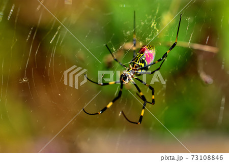 夏から秋にかけて大きな網を張る目立つジョロウグモ 73108846