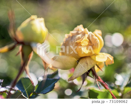 光に照らされて妖艶な枯れバラ【花・植物】 73109062
