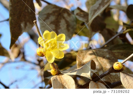 ロウバイ(蝋梅)咲き始め ロウバイ(蝋梅)咲き始め 73109202