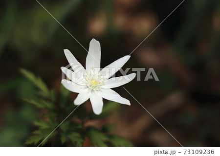 白いキクザキイチゲ一輪（アップ） 73109236