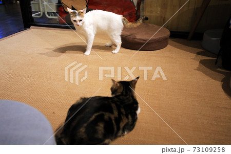 white and grey black cat against each other 73109258