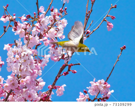high key detail of white and pink cherry blossom Stock Photo - Alamy