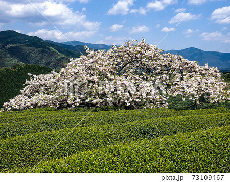 在りし日の遠山の一本桜 在りし日の遠山の一本桜 73109467