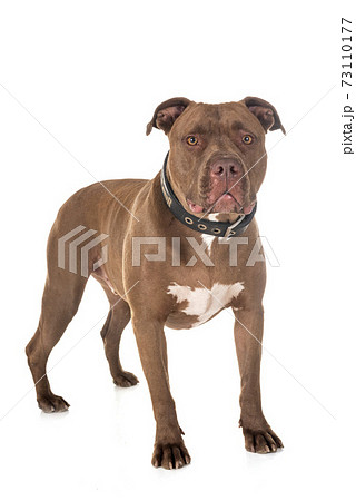 american pitbull in studio american pitbull in studio 73110177