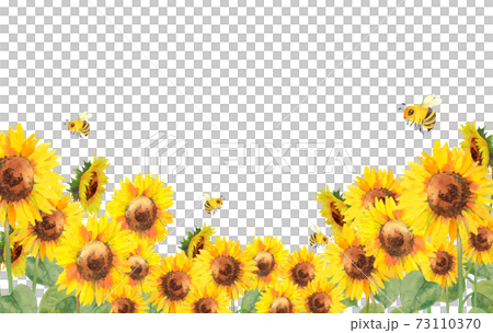 ヒマワリ畑とミツバチの水彩イラストのイラスト素材