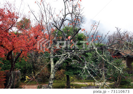 The branch of tree with lichen moss and background out focus red and green tree in autumn garden.  73110673