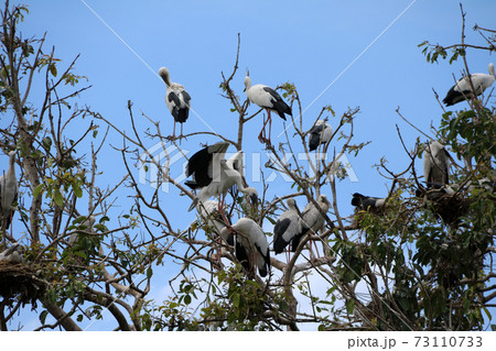 A flock of open billed stork bird perch and winged at the tree on blue sky background. A flock of open billed stork bird perch and winged at the tree on blue sky background. 73110733