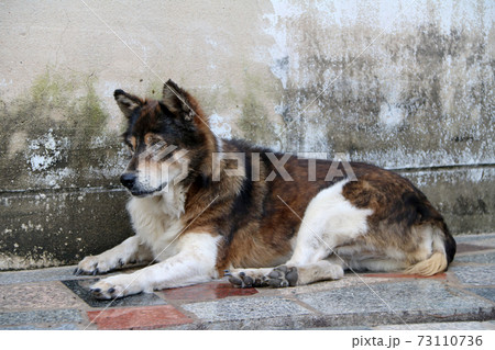 brown and white color Thai stray dog laying down on the floor by the wall. 73110736