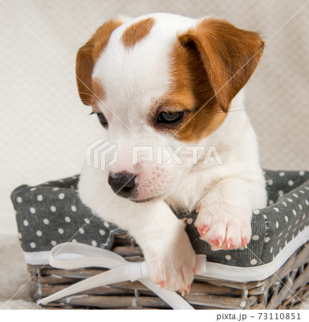 Jack Russell Terrier dog puppy in the basket 73110851