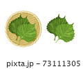 大葉のイラスト 73111305