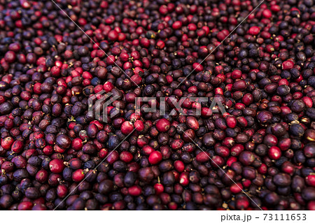 red coffee ripeness dry process coffee red coffee ripeness dry process coffee 73111653