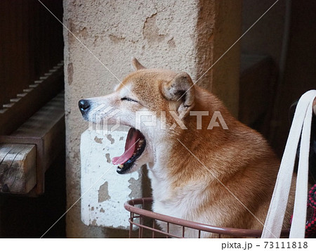 あくびする犬の写真素材