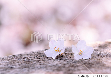 桜の花びらクローズアップ 桜の花びらクローズアップ 73111850