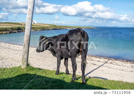 Cow at St Johns Point beach in County DOnegal - Ireland Cow at St Johns Point beach in County DOnegal - Ireland 73111956