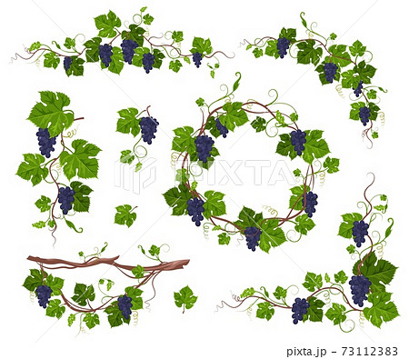 grape vine border vector