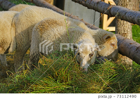 Sheep eat green grass in the animal park. 73112490