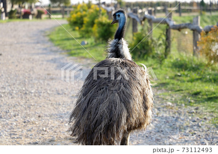 A beautiful ostrich walks through the eco-park. 73112493