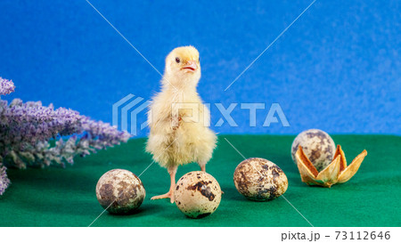 tiny quail chicks that just hatched from an egg 73112646