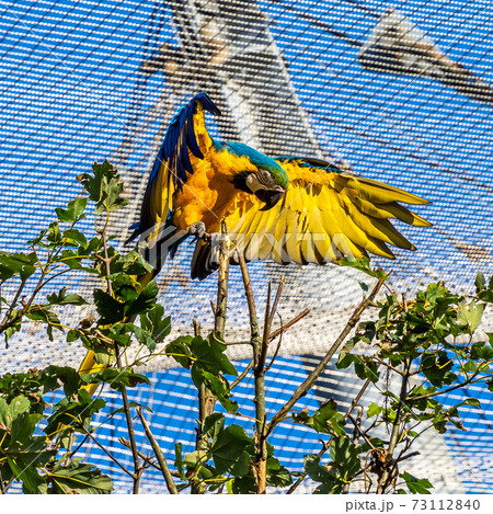 The Blue-and-yellow Macaw, Ara ararauna is a large South American parrot 73112840