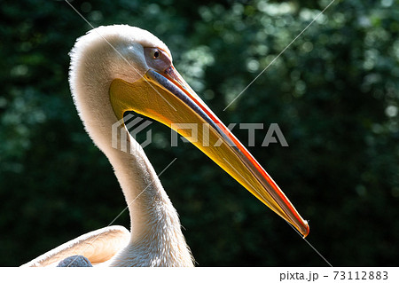 Great White Pelican, Pelecanus onocrotalus in a park 73112883