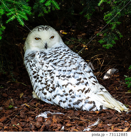 The Snowy Owl, Bubo scandiacus is a large, white owl of the owl family 73112885