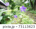 キキョウ（桔梗）の花 73113623