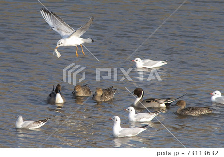 カモメや鴨たち 73113632