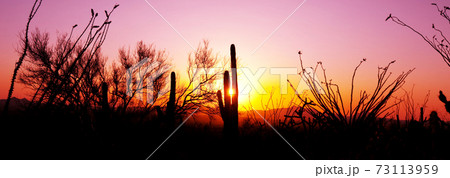 Cactus Cactus 73113959