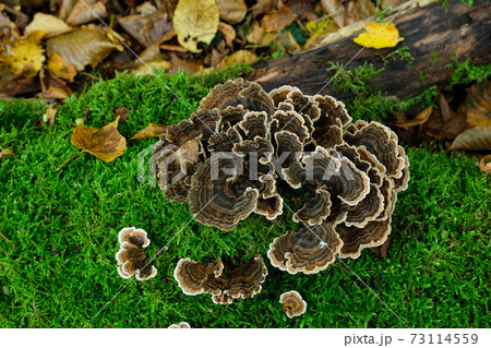 Turkey Tail (Trametes versicolor) from above 73114559
