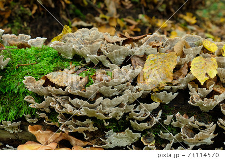 Turkey Tail (Trametes versicolor) grows over moss 73114570