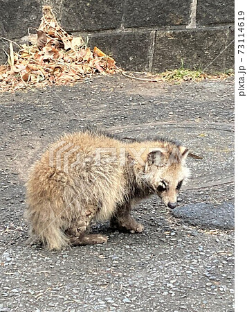 ハクビシン 73114619