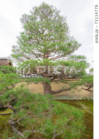 大徳寺 大徳寺 73114776