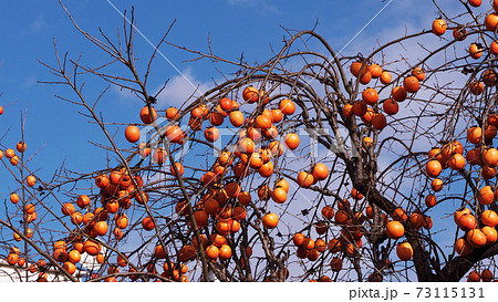 酒々井町 73115131