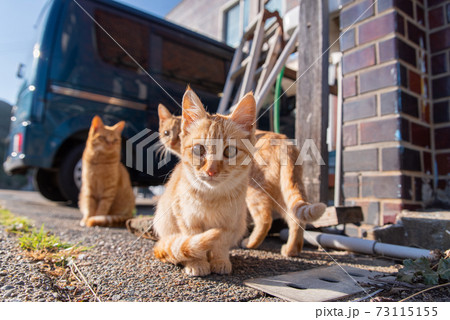 可愛い子猫 可愛い子猫 73115155