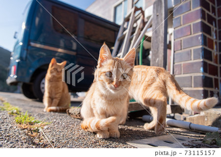 可愛い子猫の写真素材