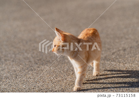歩く子猫 茶トラ猫の写真素材